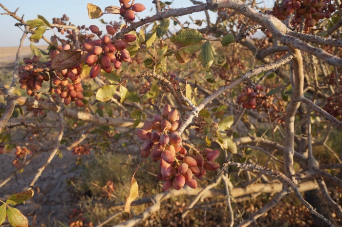 Фисташковое дерево в крыму