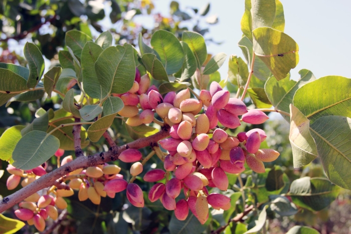 Antep fıstığı ağacı