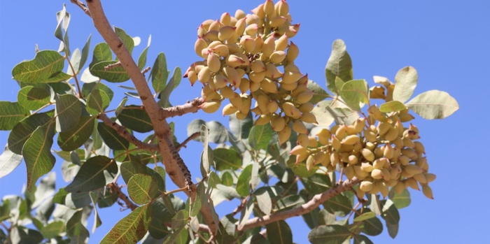 Фисташка туполистная