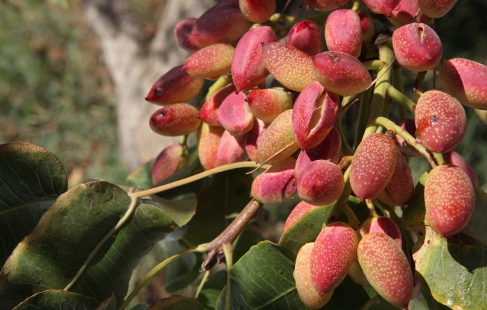 Плод фисташки