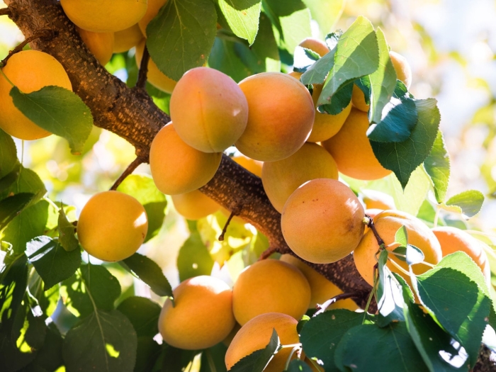 Абрикосовое дерево шалах