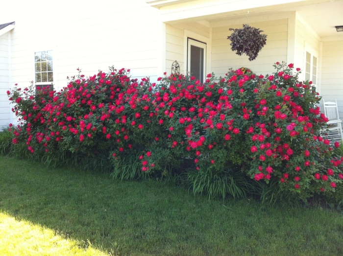 Канадская роза робуста