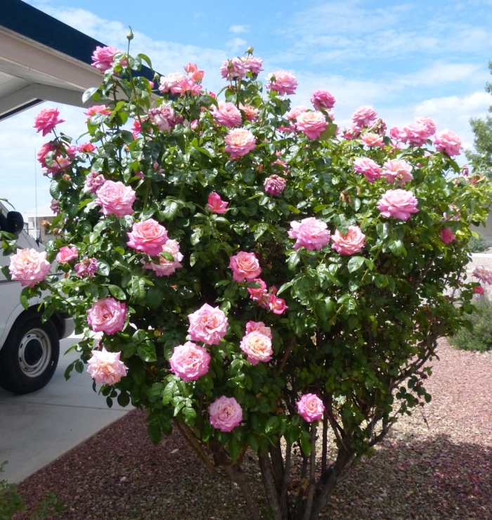 Роза садовая кустовая