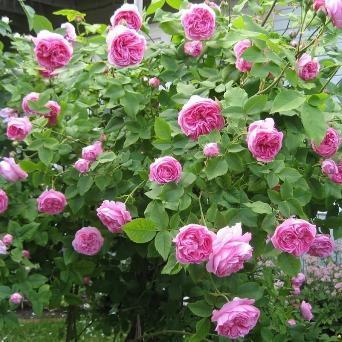 Роза луис одье