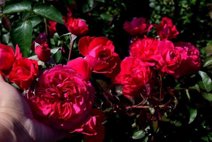 Роза махровая