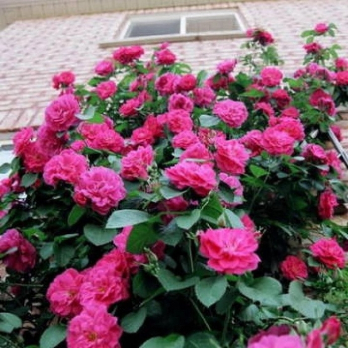 Роза джон кабот