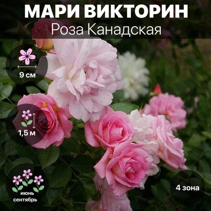 Роза мари викторин канадская парковая