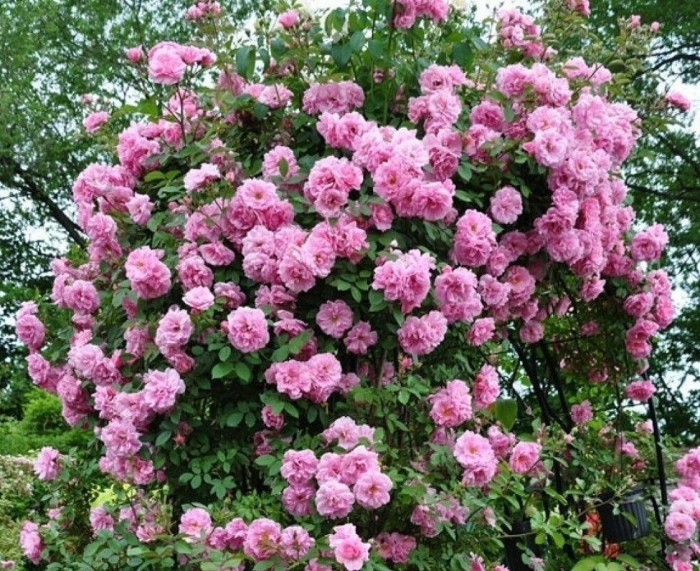 Джон дэвис роза плетистая