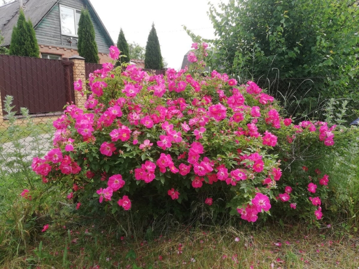 Роза вильям баффин