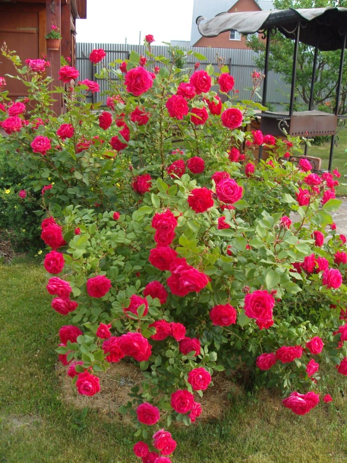 Роза канадская александр маккензи