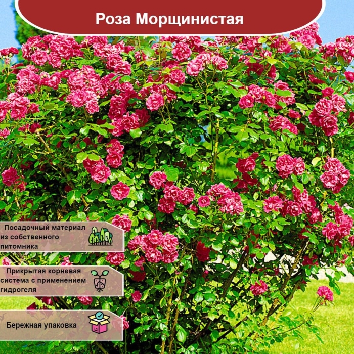 Роза морщинистая