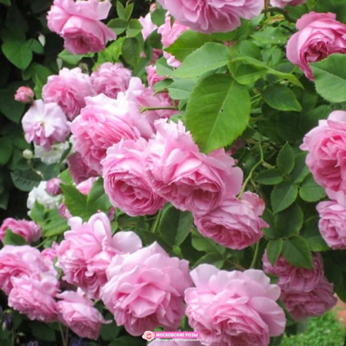 Роза луис одьер