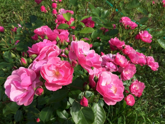 Роза анжела кордес