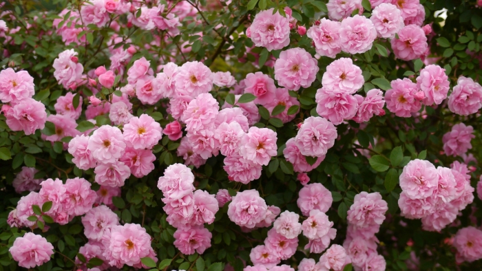 Роза парковая джон дэвис