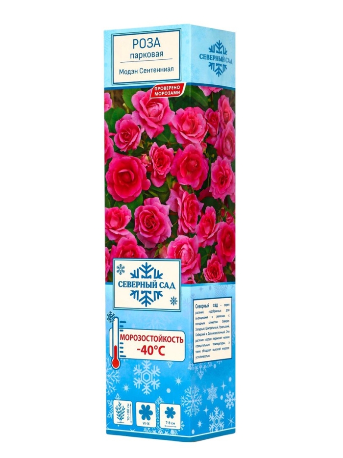 Роза канадская парковая