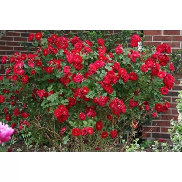 Аделаида худлесс роза канадская