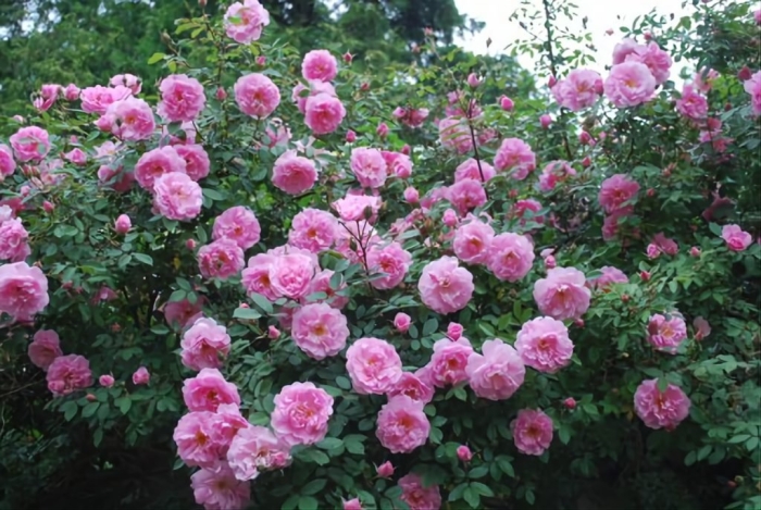 Джон дэвис роза канадская