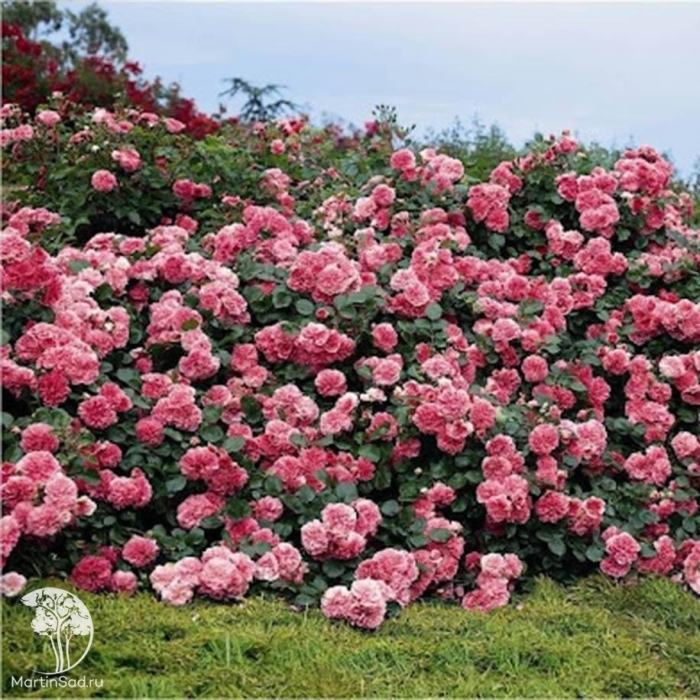 Роза почвопокровная les quatre saisons