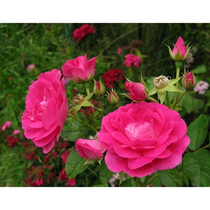 Роза канадская морден сентенниал