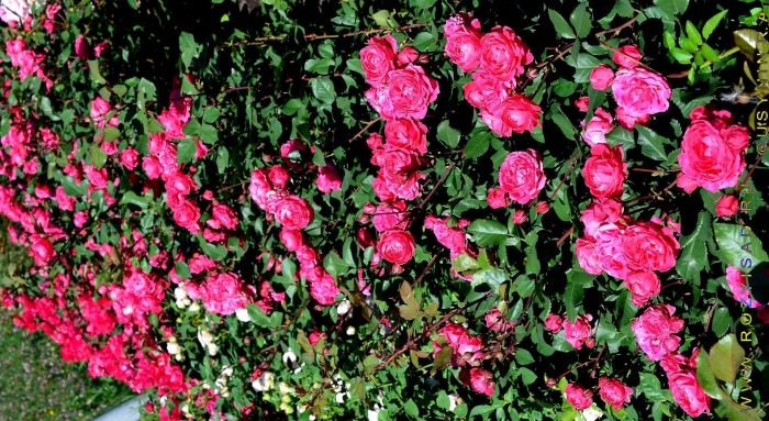 Роза alexander mackenzie (александр маккензи)