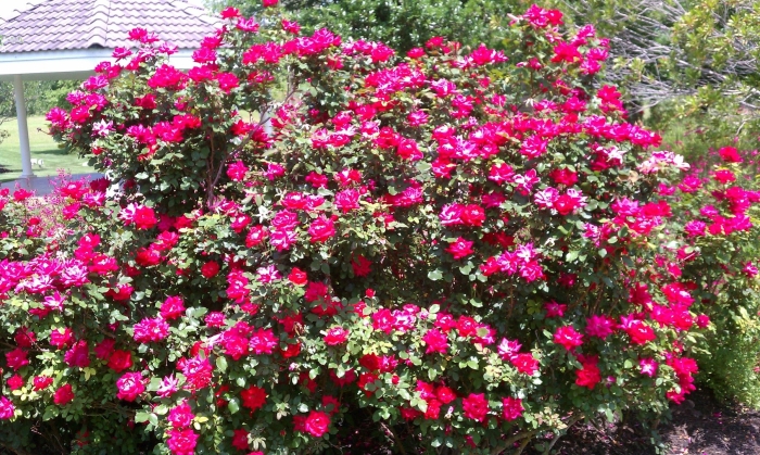 Роза баяццо