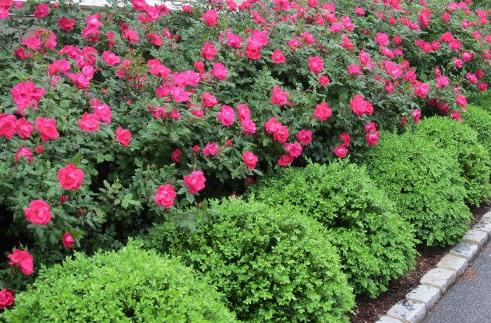 Роза ругоза живая изгородь