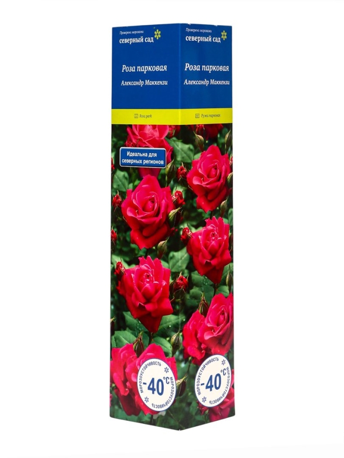 Роза канадская парковая хоуп фо хьюманити