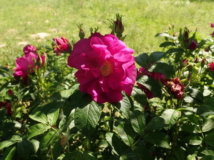 Шиповник (роза) морщинистый