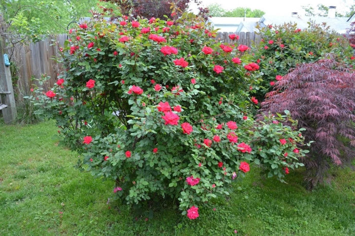 Роза кустовая парковая