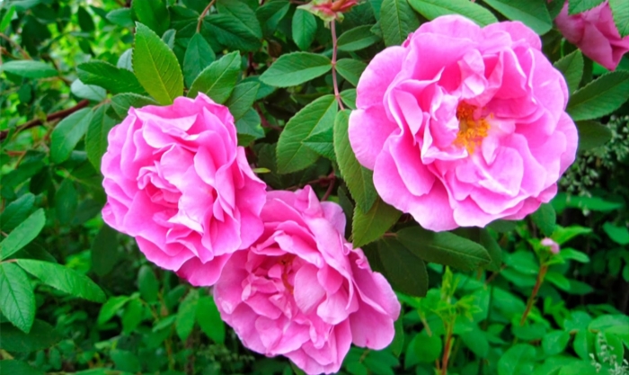 Роза канадская тереза багнет