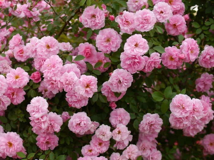 Роза канадская john davis