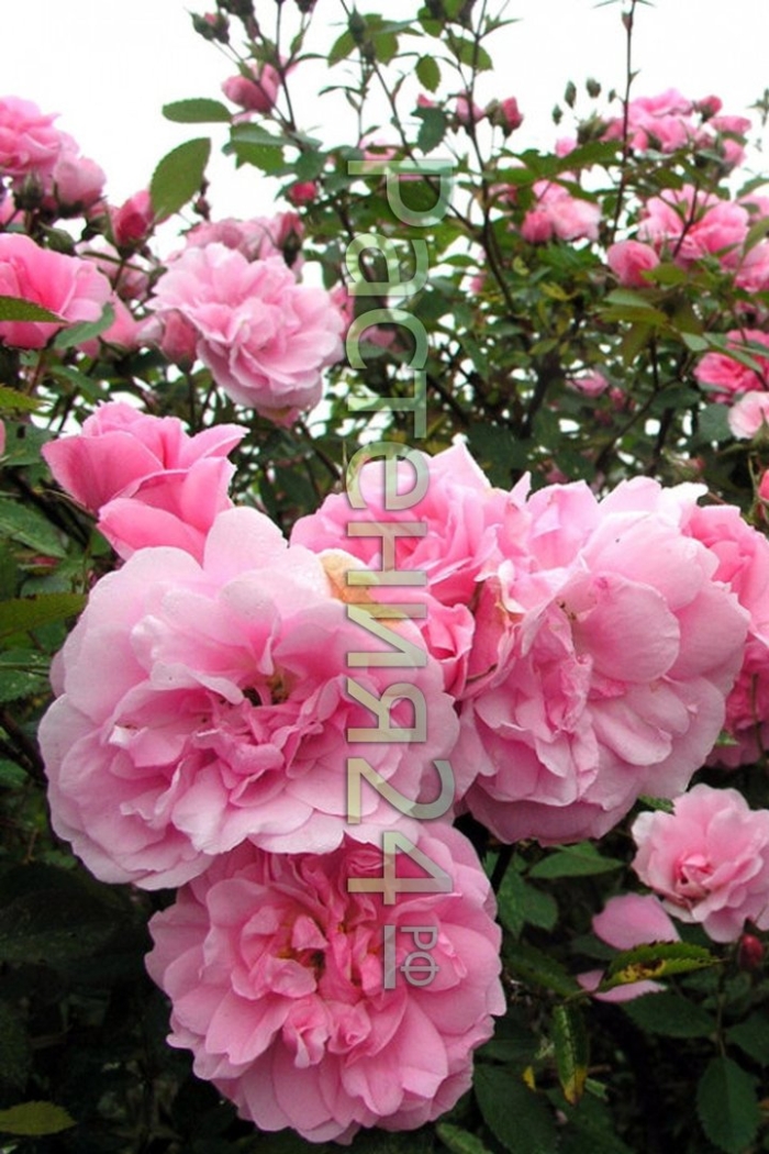 Роза канадская джон дэвис