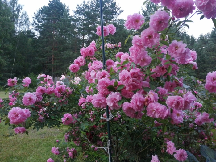 Роза джон дэвис