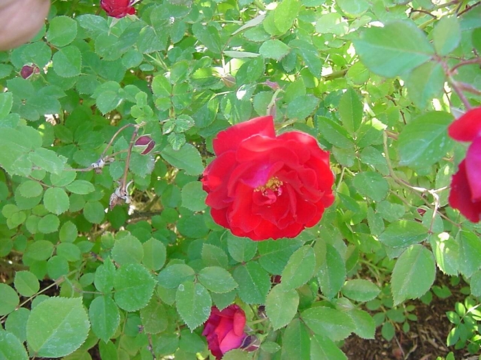 Канадская роза adelaide hoodless