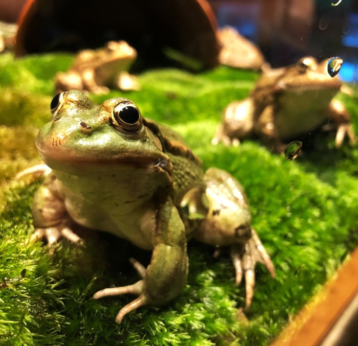 Лягушки земноводные