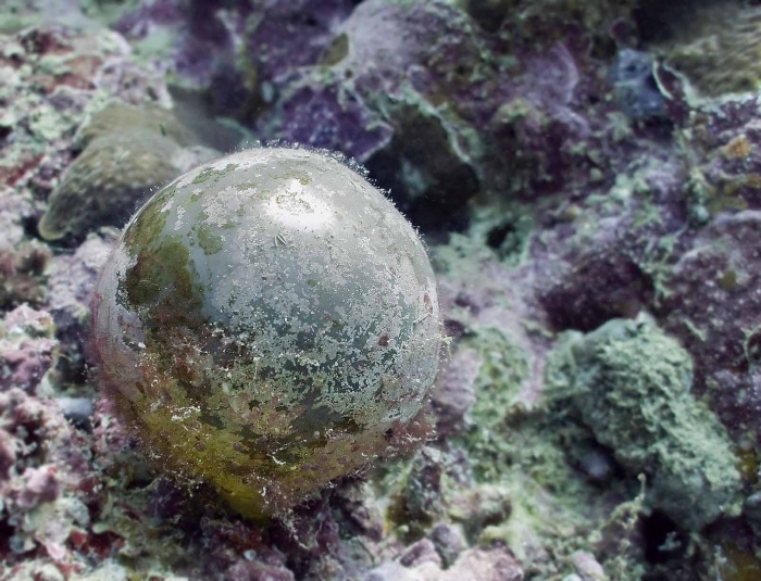 Зеленая водоросль валония пузатая