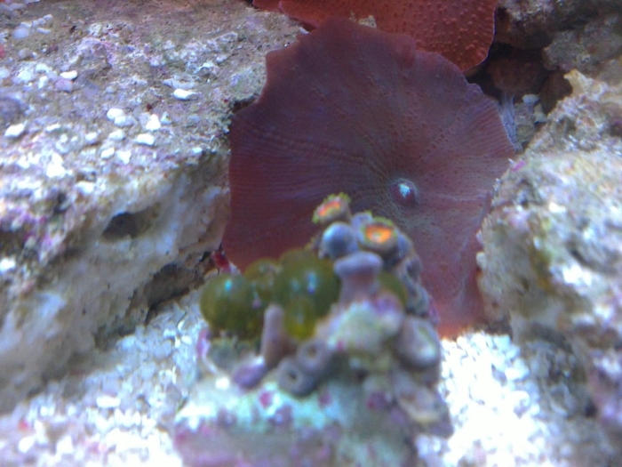 Дискосома коралл