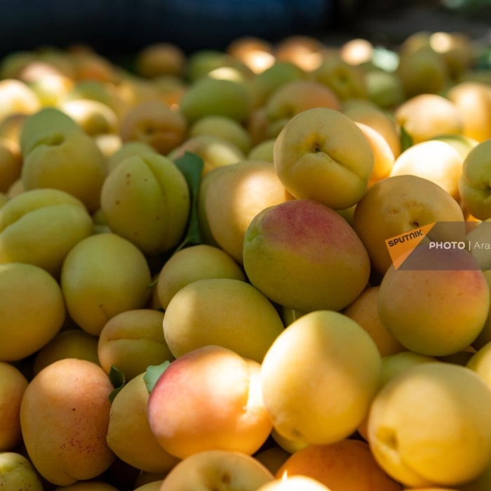 Абрикос узбекский