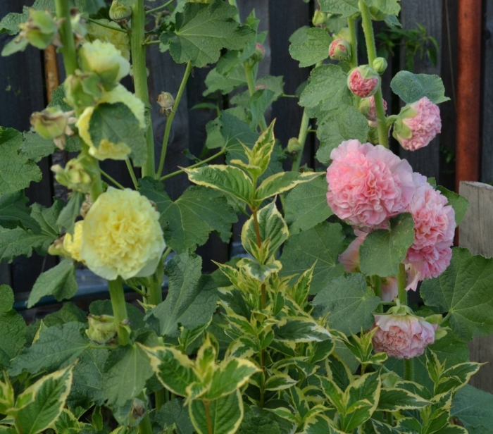 Мальва шток роза йеллоу