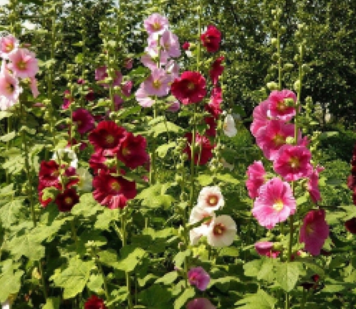 Мальва мавритана