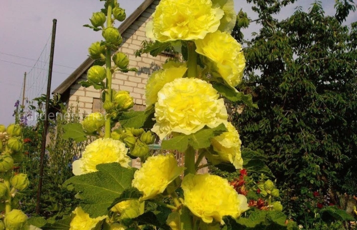 Мальва шток роза желтая королева