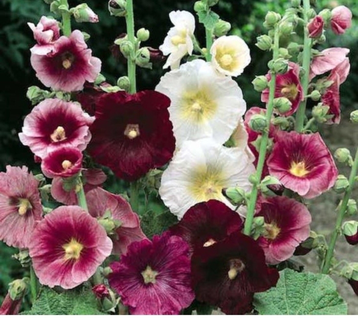 Мальва однолетняя