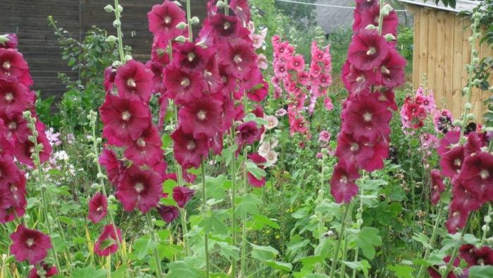 Мальва садовая шток роза