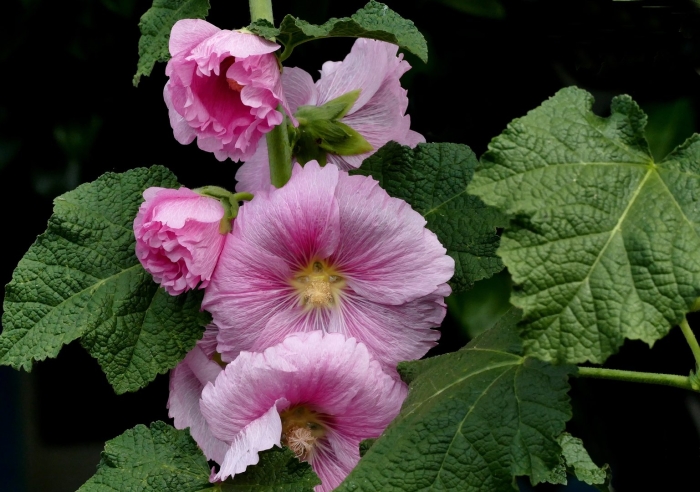 Мальва – alcea rosea