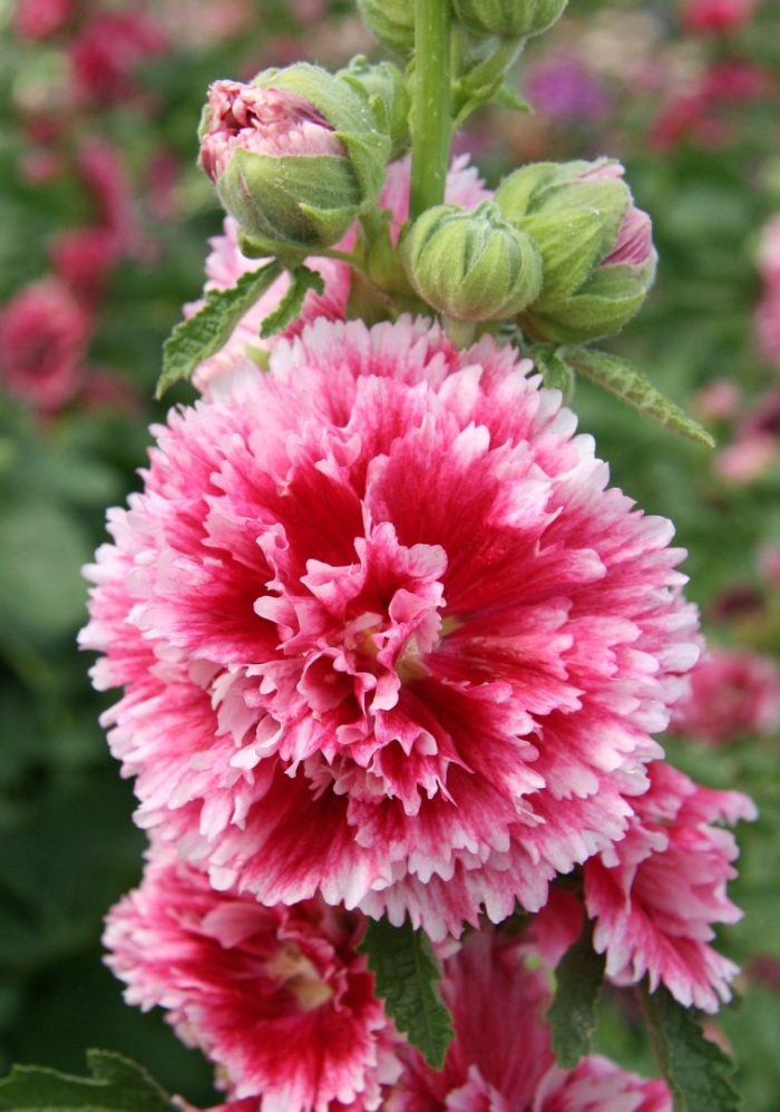 Мальва фиеста