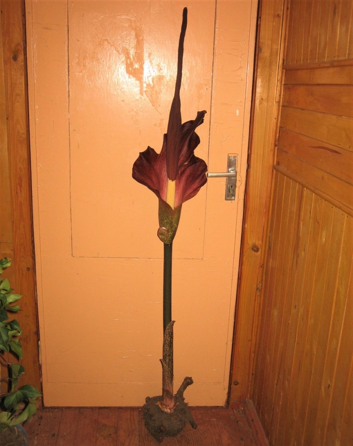 Аморфофаллус пальма