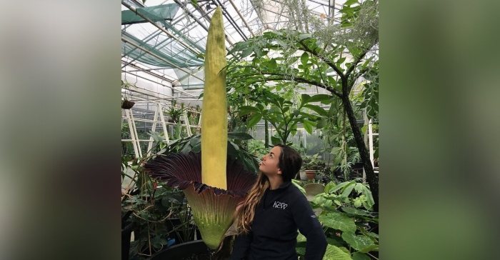 Цветок аморфофаллус гигантский