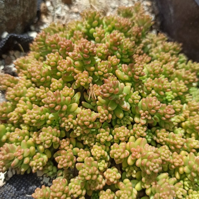 Седум рубротинктум