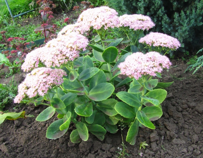 Очиток видный кристал пинк