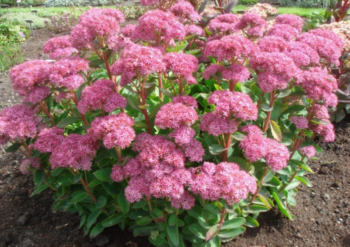 Очиток видный (sedum spectabile &#96;carmen&#96;)